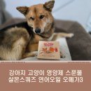 강아지 고양이 영양제 스푼풀 살몬스쿼즈 연어오일 오메가3