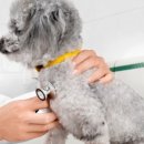 조형선외과동물병원 이미지