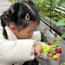 부리농장 | 용인 아기랑 딸기체험농장 헤븐온어스 동물먹이주기 체험