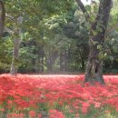 조암수협 산악회 9월의 나들이 고창(高敞) 선운사(禪 雲寺) 입니다. 이미지