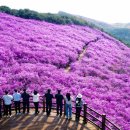분홍빛 세상에 풍덩…경남 창녕 화왕산 진달래 절정 이미지