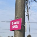 훈식 | 1월 제주도 동백꽃 명소 | 훈식이네 동백밭 후기