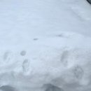 조엔커피 | 3월의 삿포로 여행☃️ 비에이투어 엔데이트립 | 흰수염폭포 | 탁신관 | 크리스마스트리 | 징기스칸...