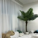 부평구청 속눈썹펌 야자브로우 영양프리미엄펌 후기