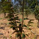 당수카센타 이미지