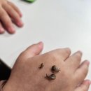 키친달팽이 | 명주달팽이 키우기 - 흰색진드기 응애벌레 없애기