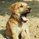 참동물의료센터 이미지