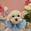 초량애견 이미지