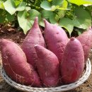 베니실제 | 꿀맛 같은 달콤함! KC샵 베니하루카 고구마 3kg 솔직 후기