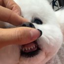 댕화살롱 이미지