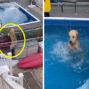 이웃집 댕댕이 이미지