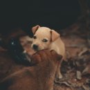 24시 바덴동물메디컬 이미지