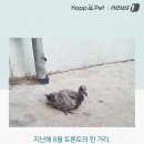 비둘기집 Daum카페