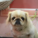 삐삐펫살롱 이미지