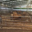 한우축사 이미지