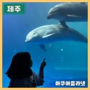 아쿠아플라넷 제주 입장권 할인 공연시간 수족관 내돈내산 관람후기