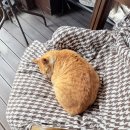 주문진 에어비앤비 숙소추천 나만알고싶은 &#39;복돌네민박&#39; 제대로 촌캉스 사회성좋은 강아지랑 고양이는 덤