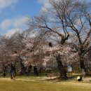 덕치초등학교 벚꽃 이미지