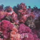 밤수지맨드라미