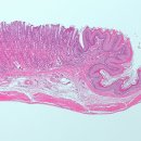 씨엠셀(CM bio cell) | H&amp;E 염색 Hematoxylin&amp;Eosin Staining H&amp;E staining