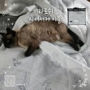 이불나라 - 청주시 청원구 1순환로211번길 33 | 고양이도 반한 시원한 여름 이불 기라로쉬 테라피 시어서커 이불 Q 내돈내산 후기