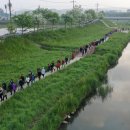 당진3동 이팝나무 이미지