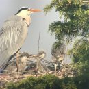 선화초교 이미지