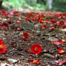 동백 죽전대로1 이미지