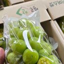 골드샤인 이미지