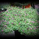 망마경기장 이미지