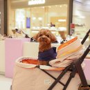 펫라운지(PET LOUNGE) | 수원 스타필드 애견동반 펫파크 펫라운지 이용하기