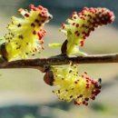 버들강아지 이미지