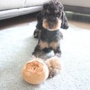 오키독키 이미지