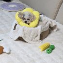 복희쌀롱 | 시흥강아지미용 푸들미용 몽키컷 캔디컷 아꼬아펫살롱