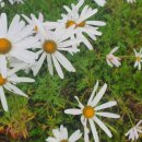 부흥목장 이미지