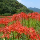 고창 선운사 석산(石蒜) ․ 꽃무릇 감상 이미지