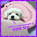 자랑하개 이미지