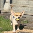 거창하개 이미지