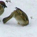 참새 - 남동구 성말로44번길 32 | 참새