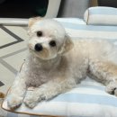 쵸코네묭실 이미지