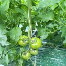 힘찬농장 이미지