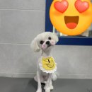 뽀숑그루밍 이미지