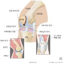 무릎 관절(Knee Joint) 해부도와 기능 / [신체 장기 9988 사용법] 무릎 관절 이미지