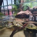 카페리움 이미지