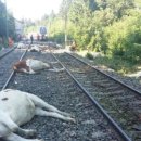 소선농장 이미지