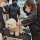 (주)야옹아멍멍해봐펫 네이버블로그