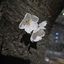 제이52 네이버블로그