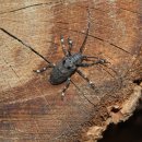 하늘소농장 이미지