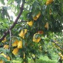 갈촌농장 이미지