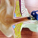 강북독일보청기 이미지